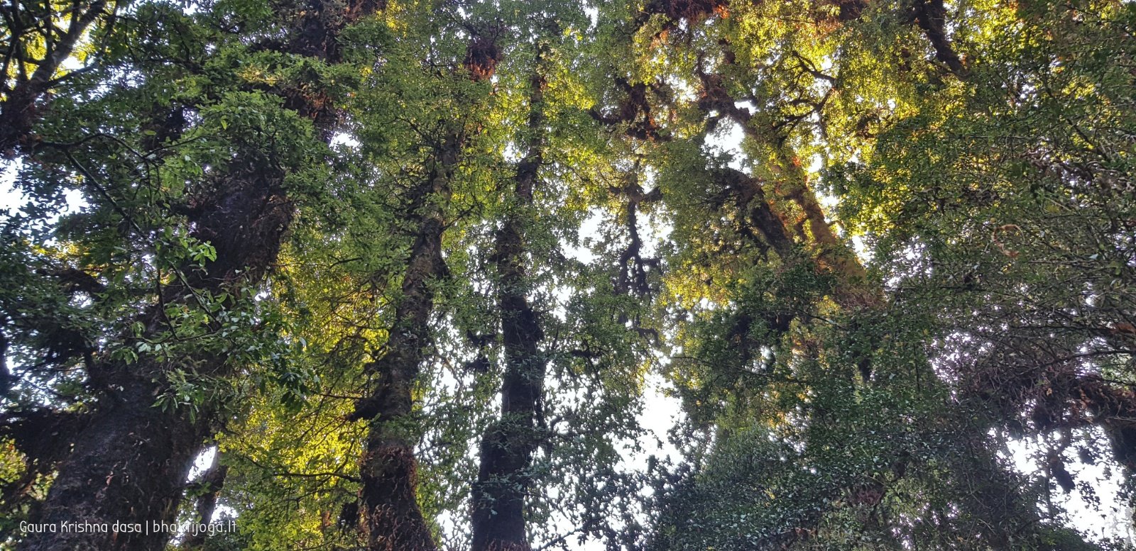  Trees. Shivapuri mountain. Kathmandu. 2019.01.15